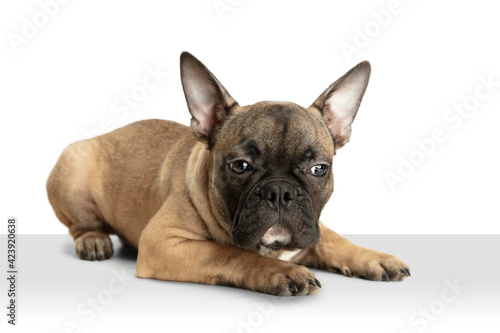 Young brown French Bulldog playing isolated on white studio background