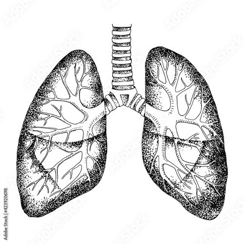  Hand drawn human lungs. Isolated