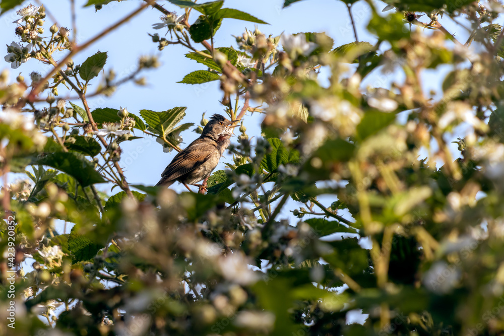 Common Whitethroat (Sylvia communis) singing in a bramble Common Whitethroat (Sylvia communis) singing in a bramble