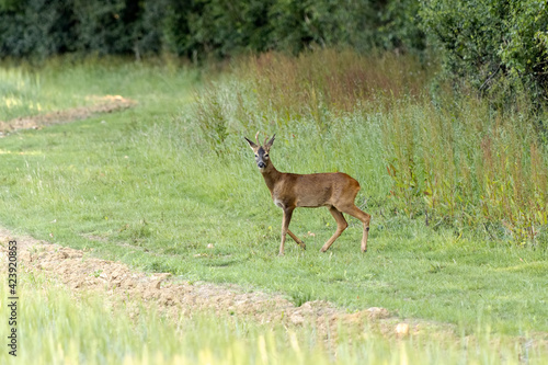 Alert young male European Roe Deer (Capreolus capreolus) © philipbird123