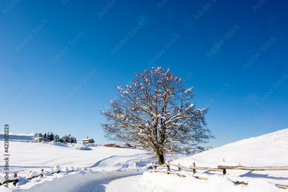the lonely tree at the edge of the snowy road the lonely tree at the edge of the snowy road