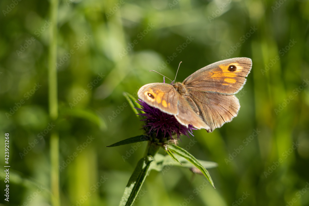 Small Heath Butterfly (Coenonympha pamphilus) resting on a Blackberry bush Small Heath Butterfly (Coenonympha pamphilus) resting on a Blackberry bush