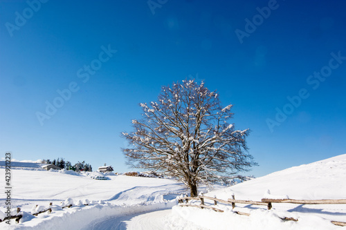 the lonely tree at the edge of the snowy road © corradobarattaphotos