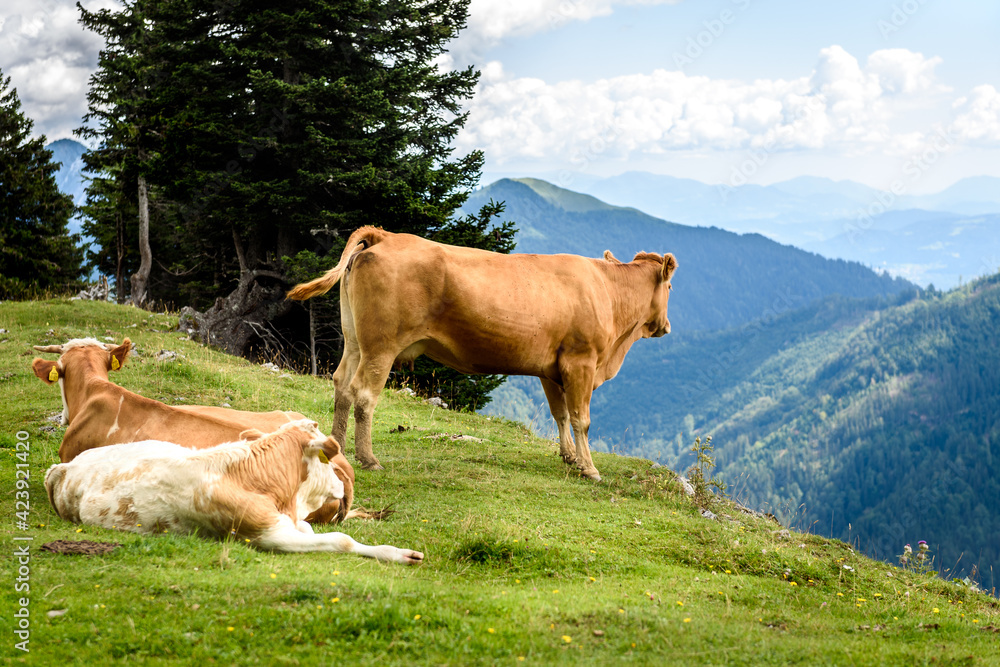 Free range herd cattle cows on high mountain green pasture. Free range herd cattle cows on high mountain green pasture.