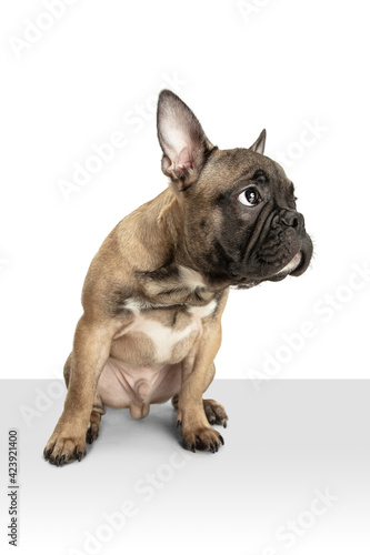 Young brown French Bulldog playing isolated on white studio background