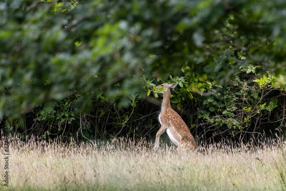 Fallow Deer (Dama dama) eating leaves in woodland in East Grinstead Fallow Deer (Dama dama) eating leaves in woodland in East Grinstead