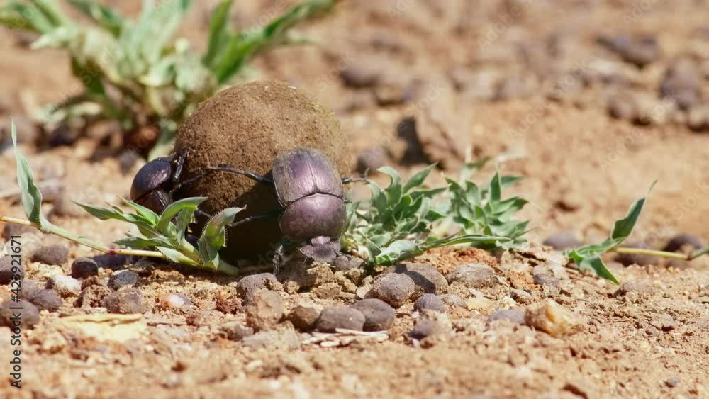 Wide shot of a Dung Beetle rolling away with his female and his dung ball, Greater Kruger. Wide shot of a Dung Beetle rolling away with his female and his dung ball, Greater Kruger.