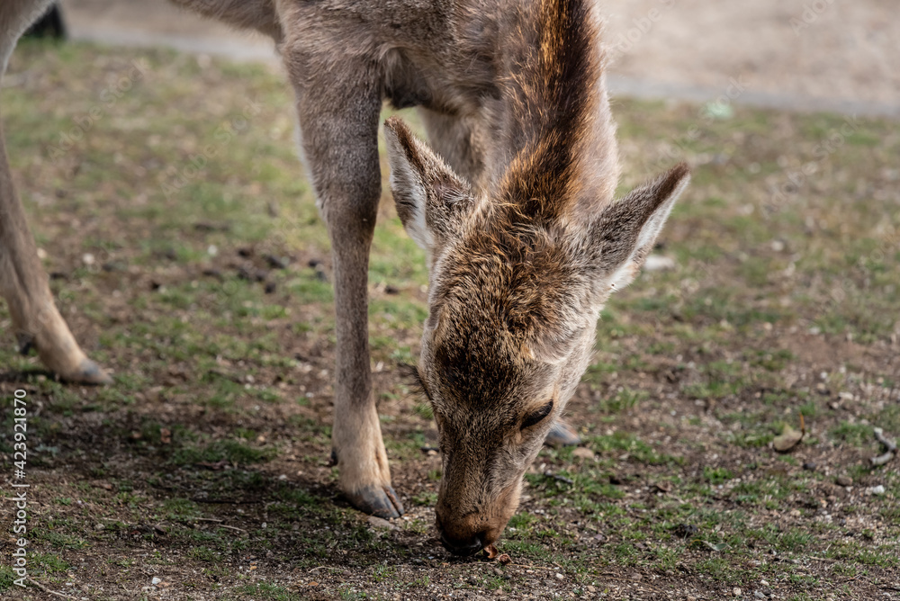 Fototapeta premium A child of dear in Nara