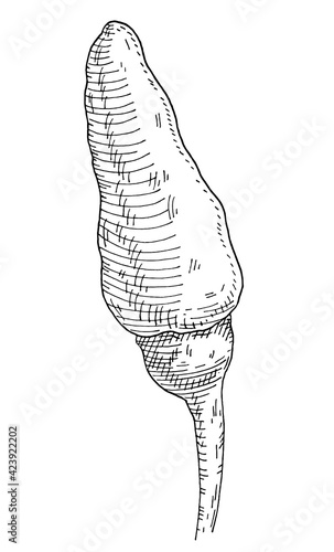 Whole pepper tabasco. Vintage hatching gray monochrome illustration.