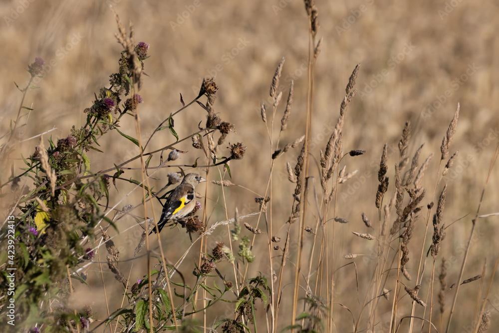 Fototapeta premium Juvenile European Goldfinch enjoying the summer sunshine