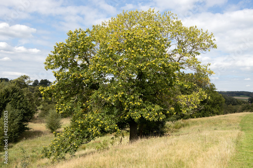 Sweet Chestnut (Castanea sativa) with unripe chestnuts in summertime