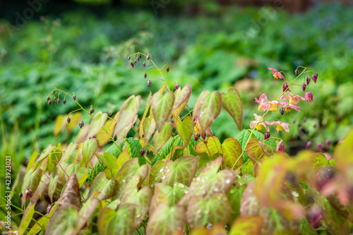 Large flowered barrenwort Epimedium grandiflorum in the undergrowth groundcover of the garden in April photo