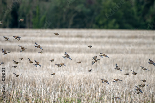 Common Linnets (Linaria cannabina) in flight over a recently harvested rape field