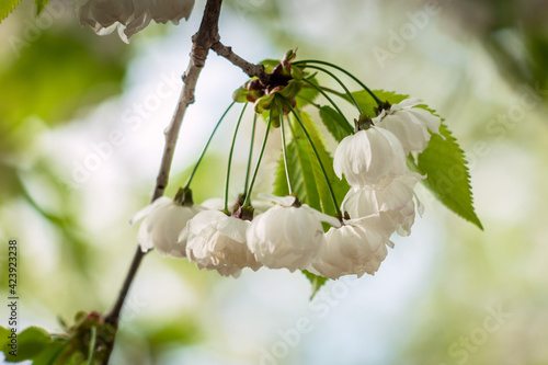 Wallpaper Mural Wild cherry Prunus avium Plena flower in April.jpg Torontodigital.ca