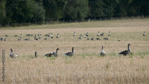 Greylag Geese (Anser anser) resting in a recently harvested wheat field