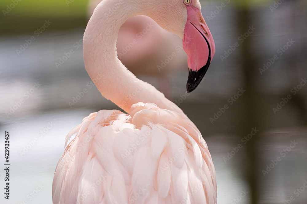 Naklejka premium フラミンゴ