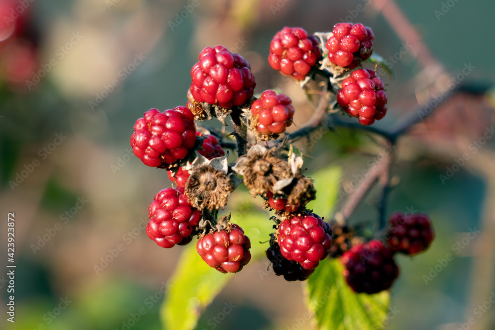 Wild Blackberries not yet ready for picking in Sussex Wild Blackberries not yet ready for picking in Sussex