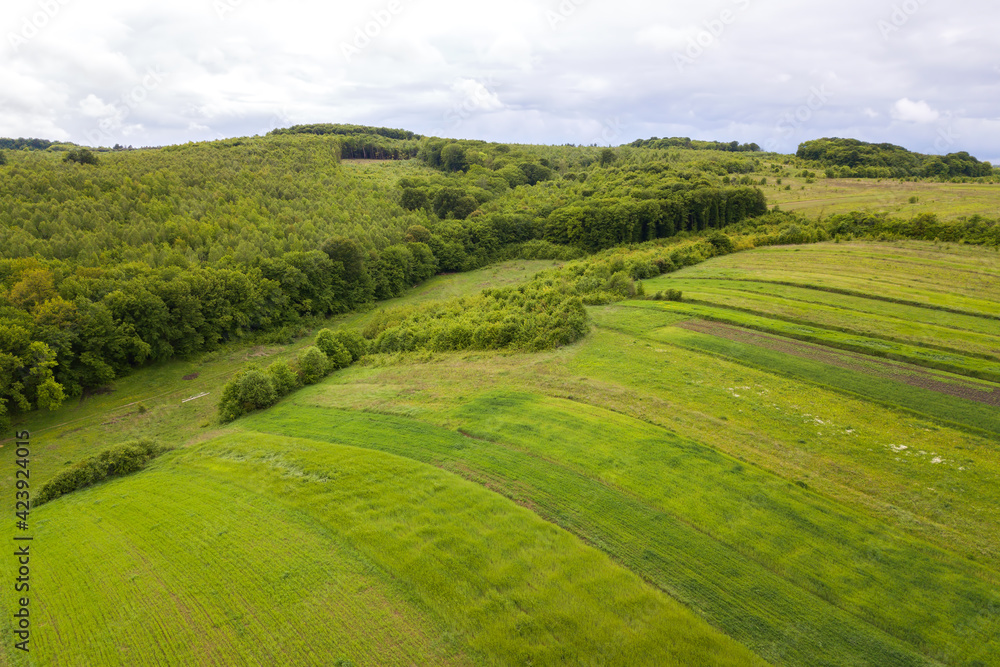 Fototapeta premium Top down aerial view of green summer forest with canopies of many fresh trees.