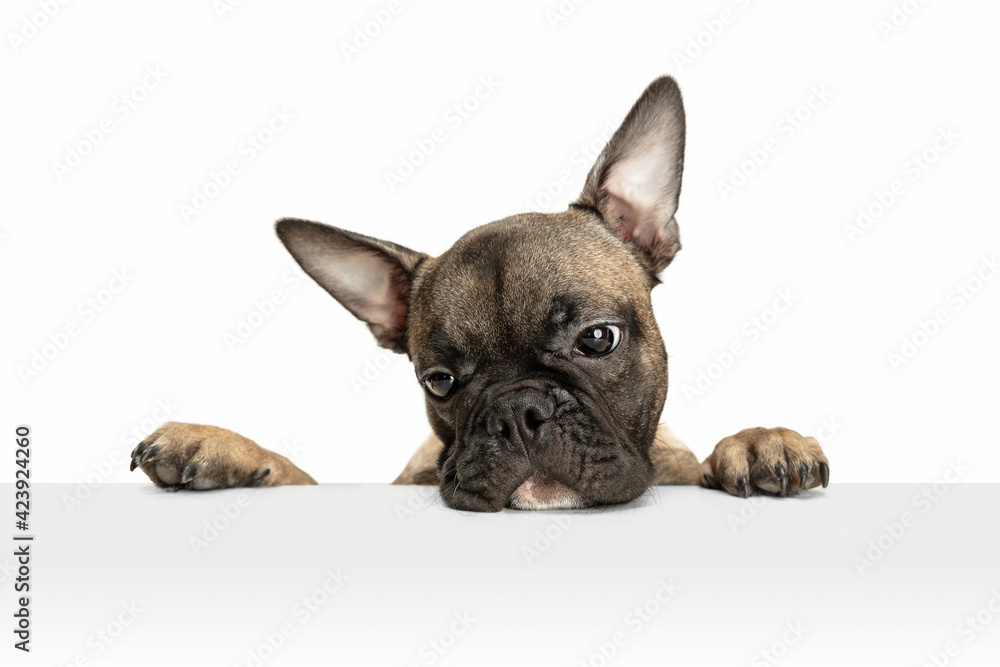 Young brown French Bulldog playing isolated on white studio background - obrazy, fototapety, plakaty 