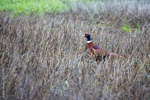 Common Pheasant (phasianus colchicus) walking across a harvested field in East Grinstead