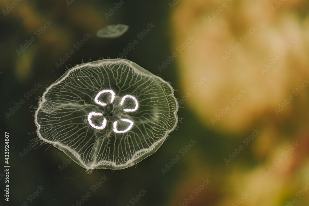 Obraz premium Jellyfish and sea jellies are the informal common names given to the medusa-phase of certain gelatinous members of the subphylum Medusozoa, a major part of the phylum Cnidaria.