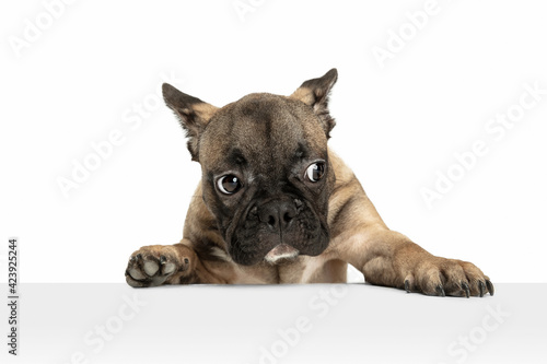 Fototapeta Naklejka Na Ścianę i Meble -  Young brown French Bulldog playing isolated on white studio background