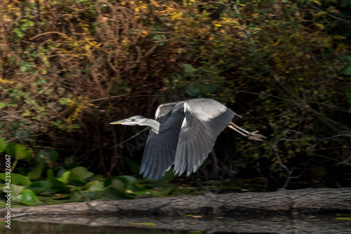 Grey Heron flying over a lake in Surrey