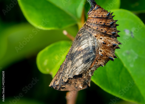 Pupa or Chrysalis of Butterfly under branch of plant, hidden by leaves.