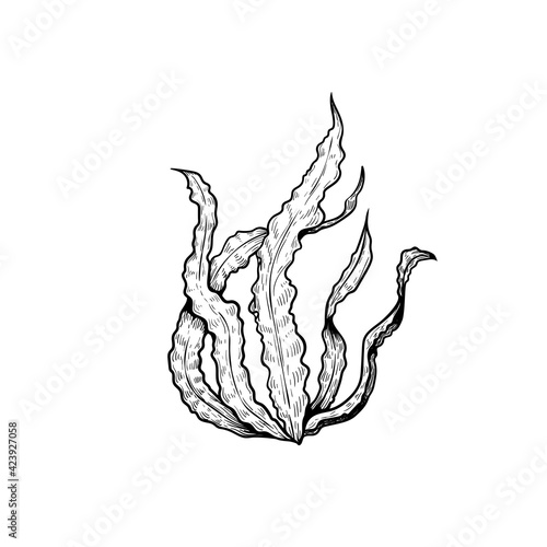 Hand drawn sketch style seaweed. Laminaria seaweed. Retro vintage illustration of ocean or sea plant. Vector drawing isolated on white background.