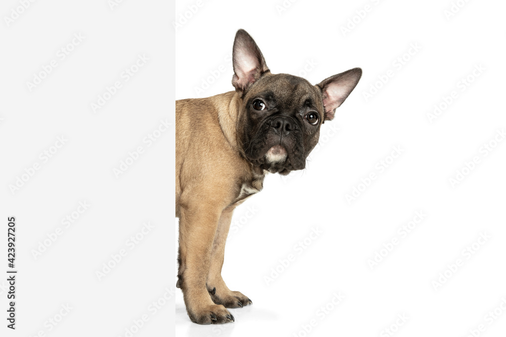 Young brown French Bulldog playing isolated on white studio background Young brown French Bulldog playing isolated on white studio background