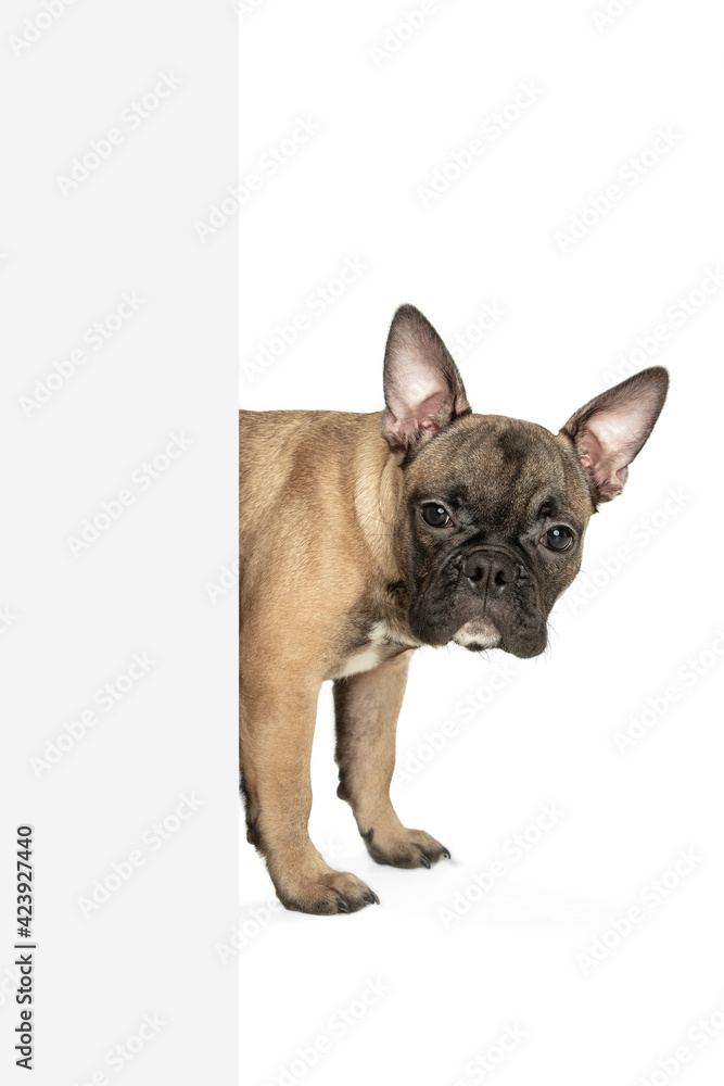 Young brown French Bulldog playing isolated on white studio background Young brown French Bulldog playing isolated on white studio background