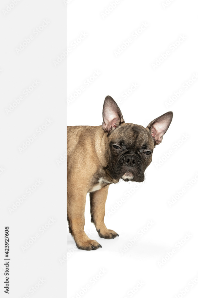 Young brown French Bulldog playing isolated on white studio background