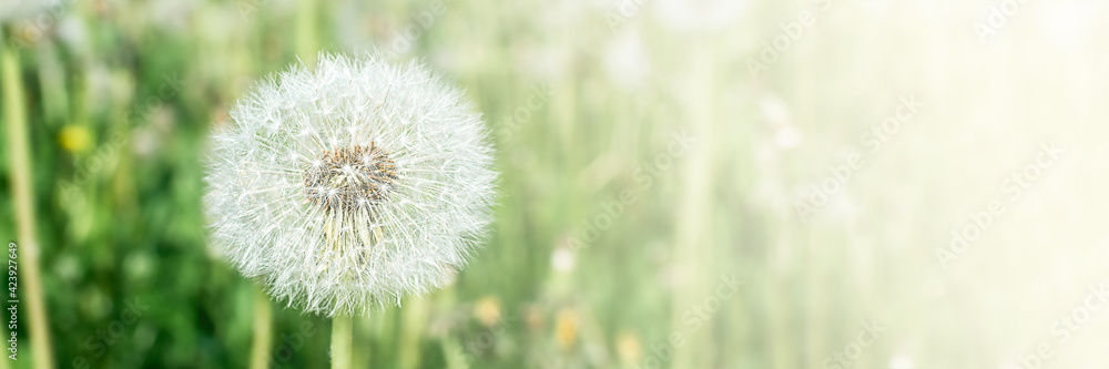 Fototapeta premium Field with white fluffy dandelions and fresh green grass. Summer spring natural landscape. Banner.