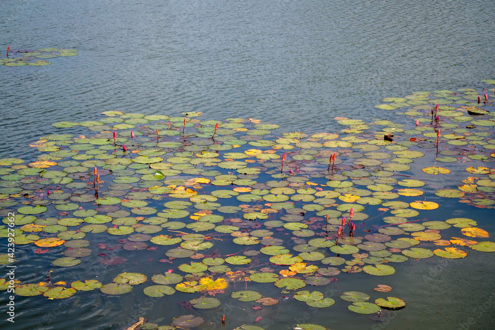 Aerial top view of pink lotus flowers in pond near Angkor Wat Temple Cambodia. Aerial top view of pink lotus flowers in pond near Angkor Wat Temple Cambodia.