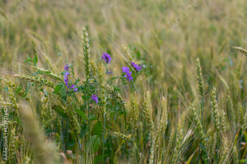 Wheat ears close-up, ripe ear surrounded by blue wild pea flower, background design