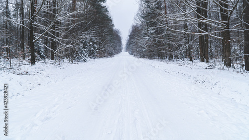 Wallpaper Mural zima, las, śnieg, zimno, mróz, dzień, natura, środowisko, świeże powietrze, biel drzewa, bór Torontodigital.ca