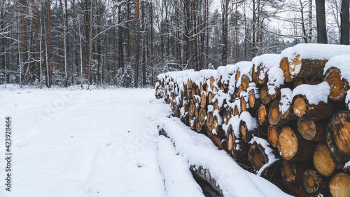 zima, las, śnieg, zimno, mróz, dzień, natura, środowisko, świeże powietrze, biel drzewa, bór