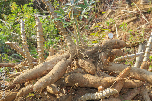 big manioc or tapioca plant, genus Manihot,Cassava in garden ( in laos ) asia