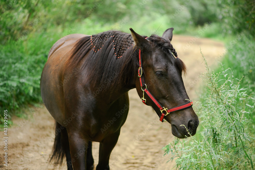 Free horse is standing on a rural road, close-up portrait. Mare is smelling the green plants in outdoors.