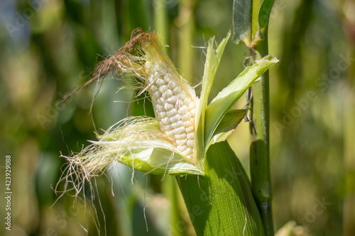 corn in garden,beauty corn flower green corn field in asia