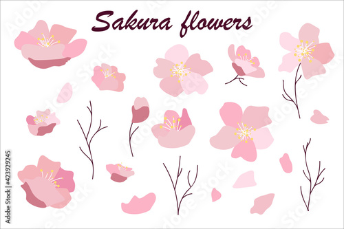 Beautiful spring sakura flowers. Set of sakura in bloom. Branches, flowers and petals isolated on white background. Vector illustration © Zoryana Vasiltsova