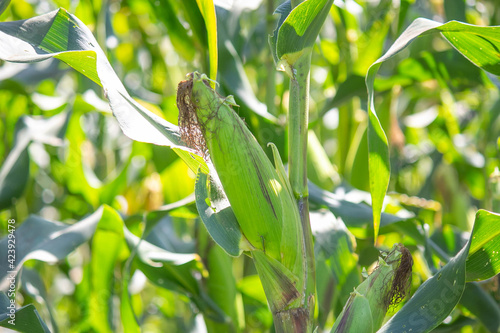 corn in garden,beauty corn flower green corn field in asia