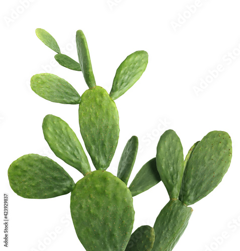 Beautiful big green cactus on white background photo