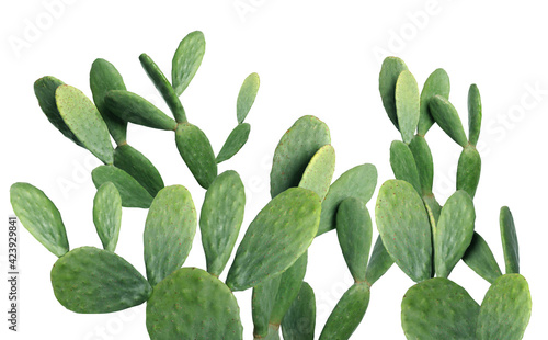 Beautiful big green cactus on white background