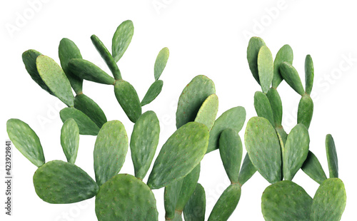 Beautiful big green cactus on white background photo