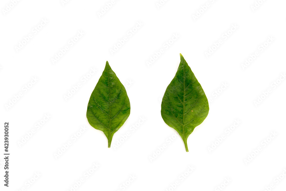 A green leaf isolated on white background. Nature and ecology concept A green leaf isolated on white background. Nature and ecology concept