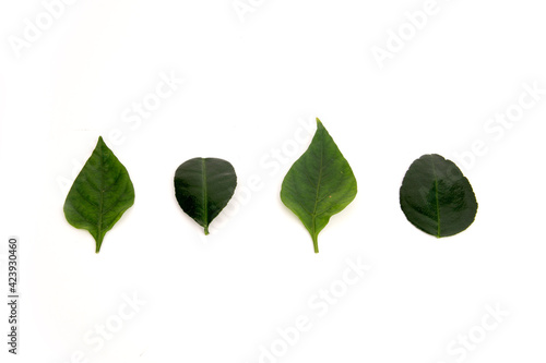 A green leaf isolated on white background. Nature and ecology concept