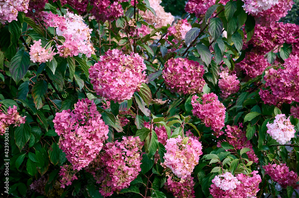 Delicate pink, purple and light green Hydrangea (Hydrangea macrophylla, Hortensia flowers) in the garden. Tender romantic floral background. Delicate pink, purple and light green Hydrangea (Hydrangea macrophylla, Hortensia flowers) in the garden. Tender romantic floral background.