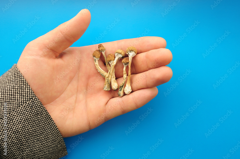 Psilocybe Cubensis mushrooms in man's hand on blue background. Psilocybin psychedelic magic mushrooms Golden Teacher. Top view, flat lay. Micro-dosing concept.