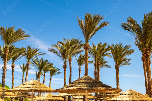 Straw shade umbrellas and fresh green palm trees in tropical region against blue vibrant sky in summer.